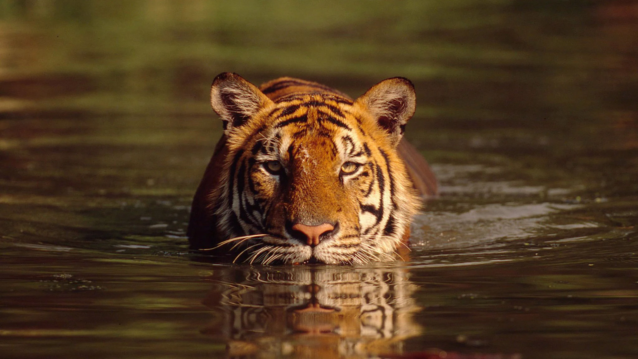 wildlife-week-poaching-in-india-is-more-rampant-than-you-know-the-quint